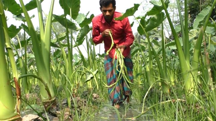 কচুর লতি, কচুর লতির গুনাগুণ, কচুর লতির উপকারিতা